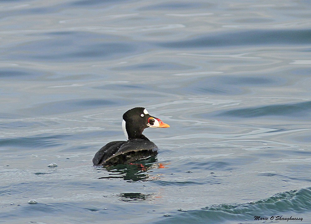 Surf Scoter - ML40946051