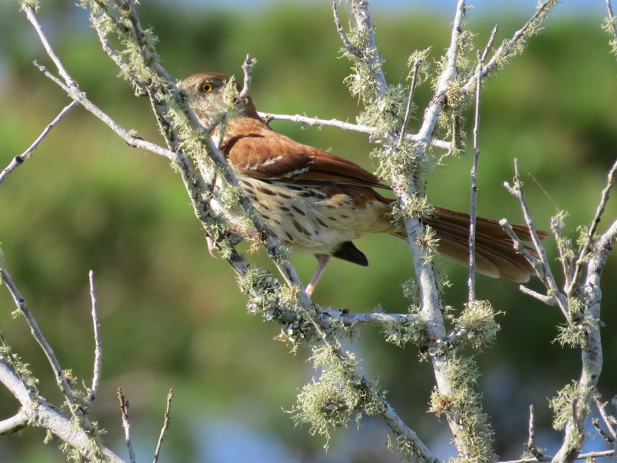 Brown Thrasher - Dan Ward