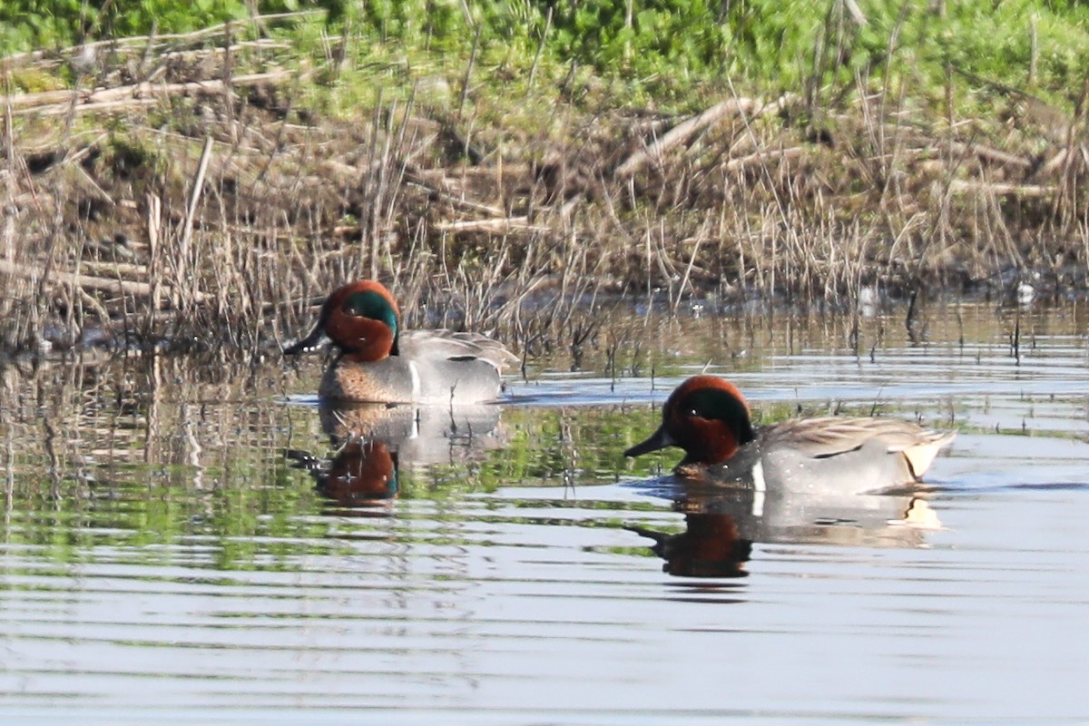 Green-winged Teal - ML409461531