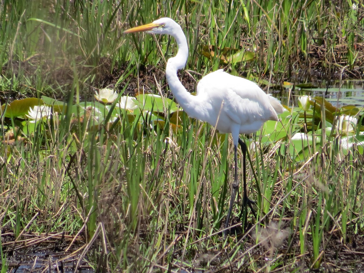 Great Egret - Dan Ward