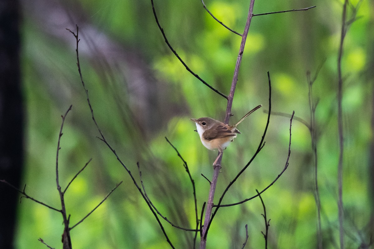 Red-backed Fairywren - ML409462081