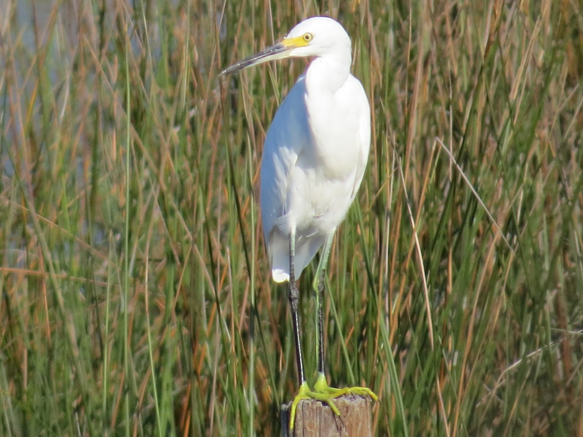 Snowy Egret - ML40946261