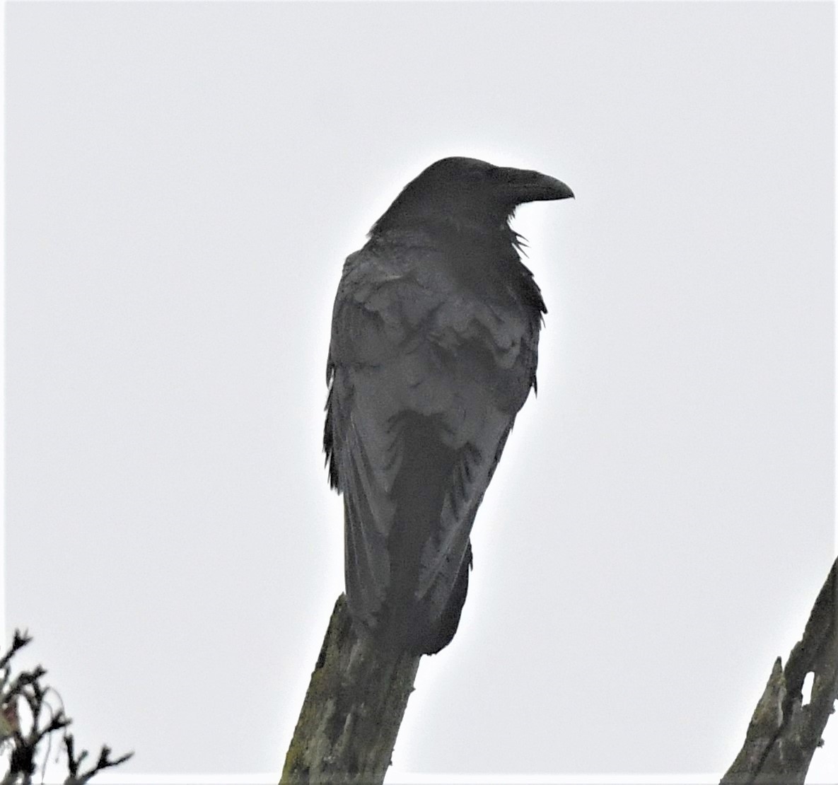 Хон хэрээ - ML409463461