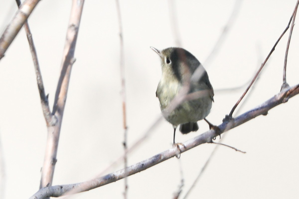 Ruby-crowned Kinglet - ML409463951