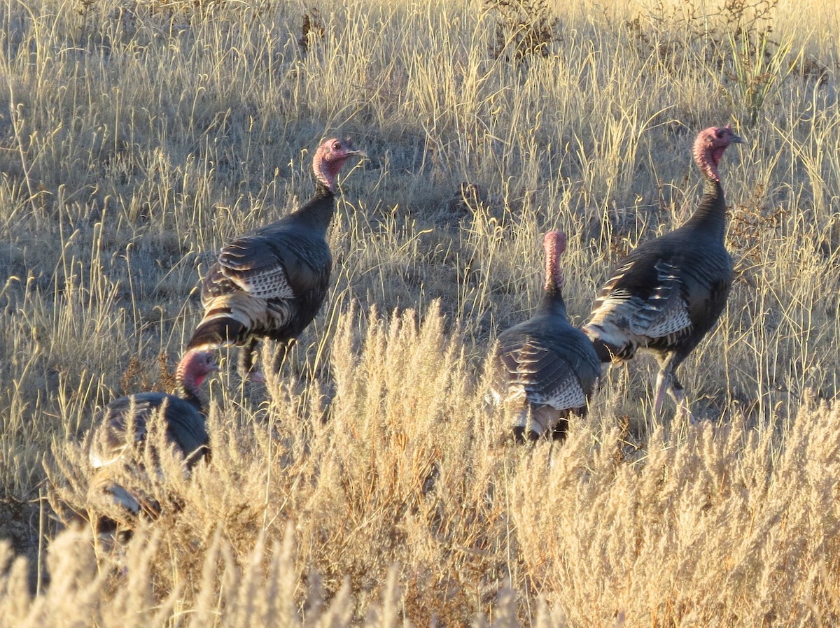 Wild Turkey - Todd Deininger