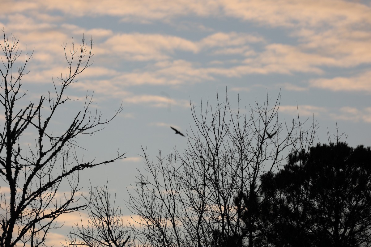 Turkey Vulture - ML409464361