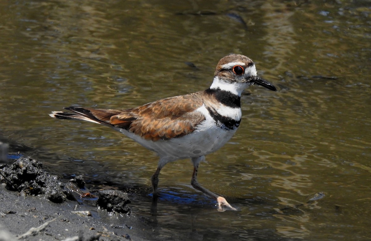 Killdeer - ML409464811