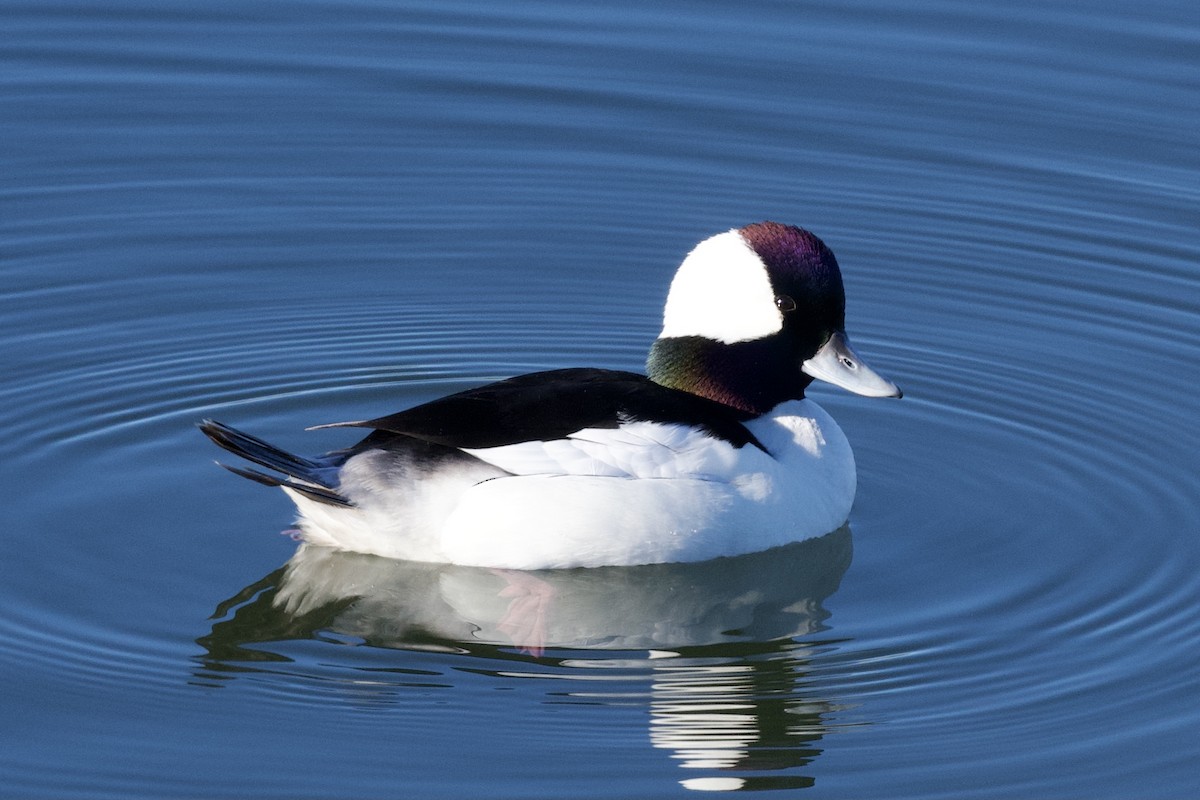 Bufflehead - David Theobald