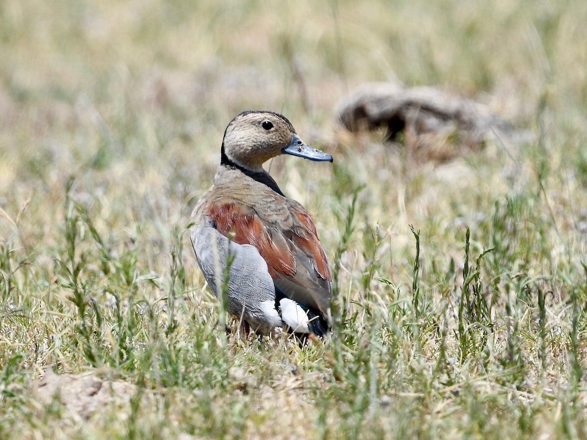 Ringed Teal - ML409468691