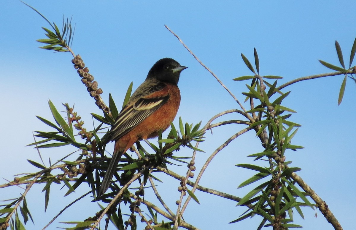 Orchard Oriole - ML40946871