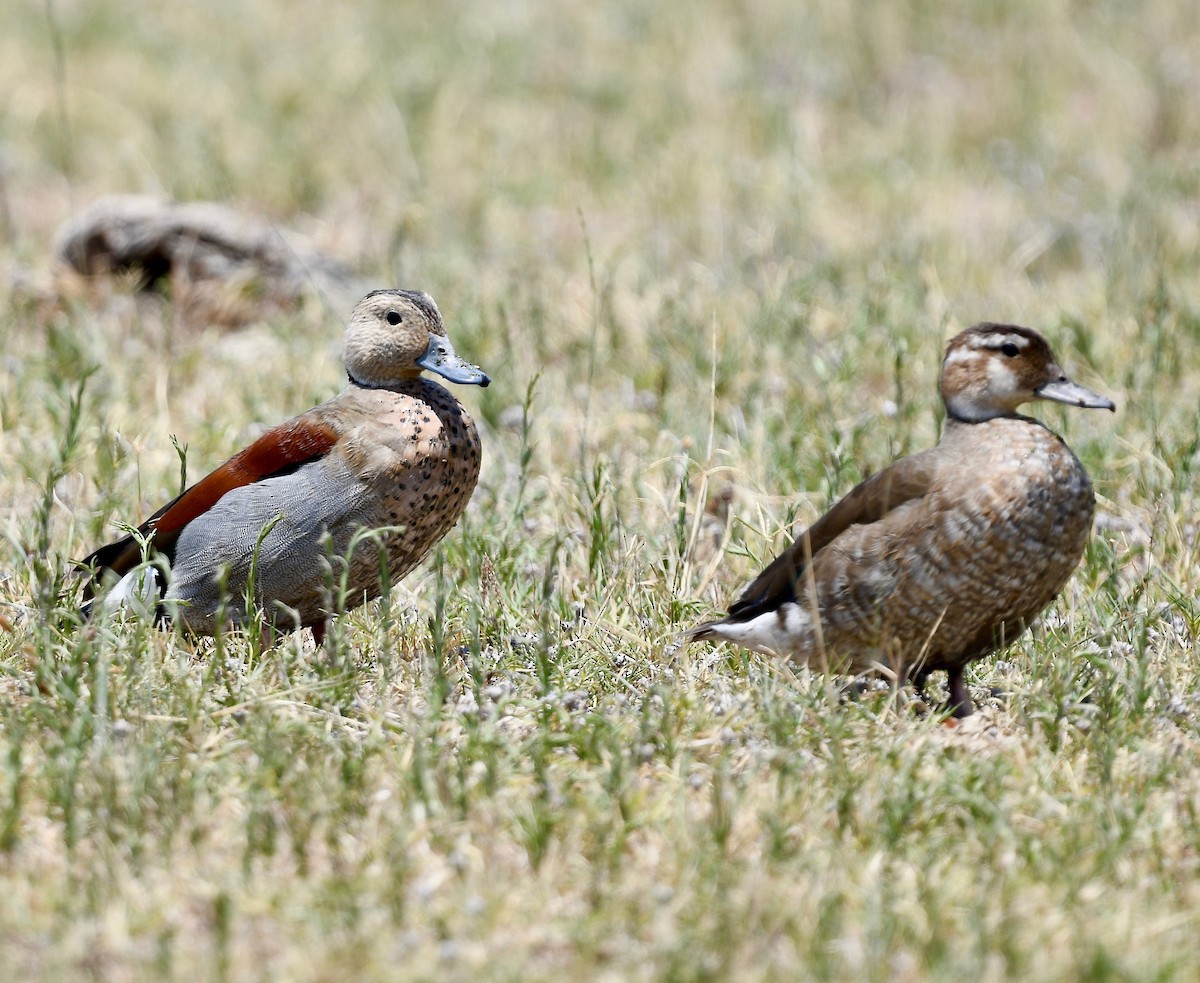 Ringed Teal - ML409468711