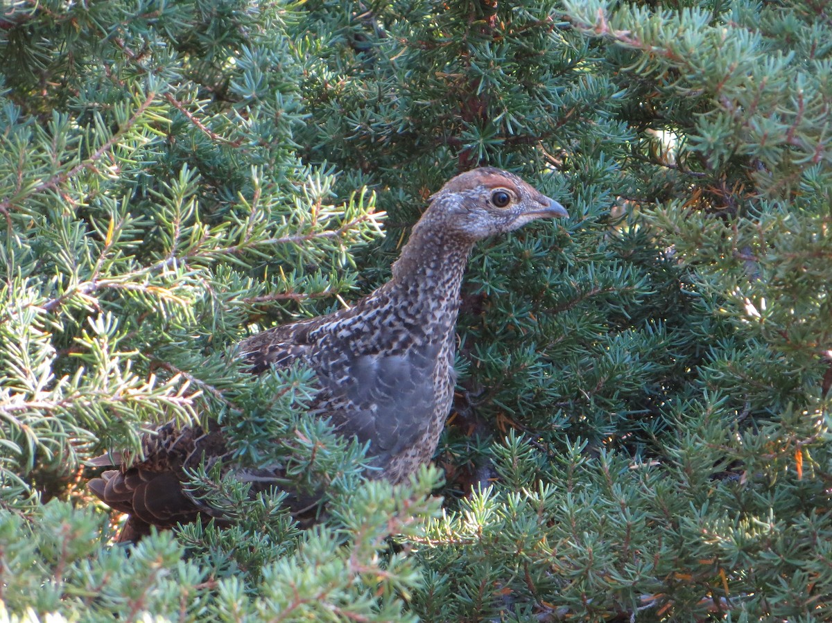 Sooty Grouse - ML409469691