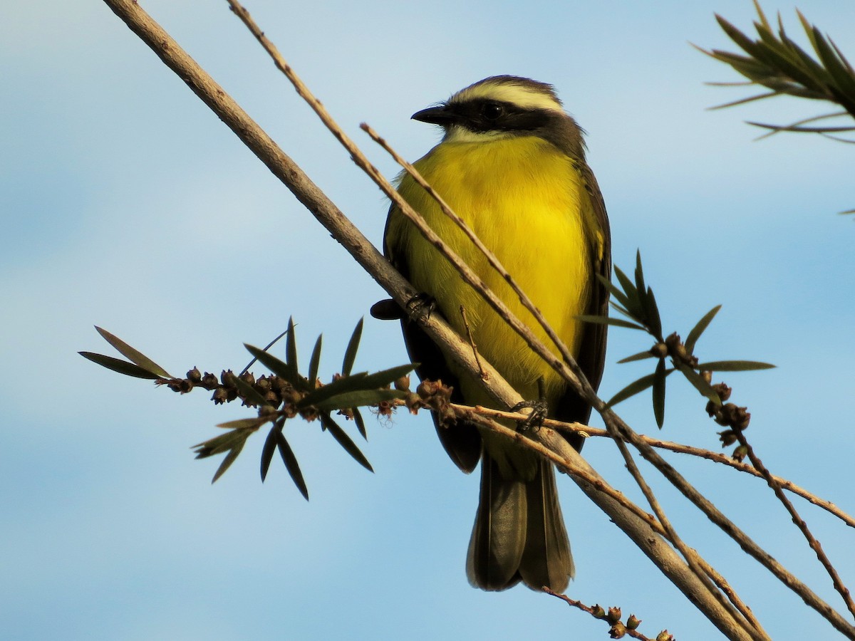 Social Flycatcher - ML40946991