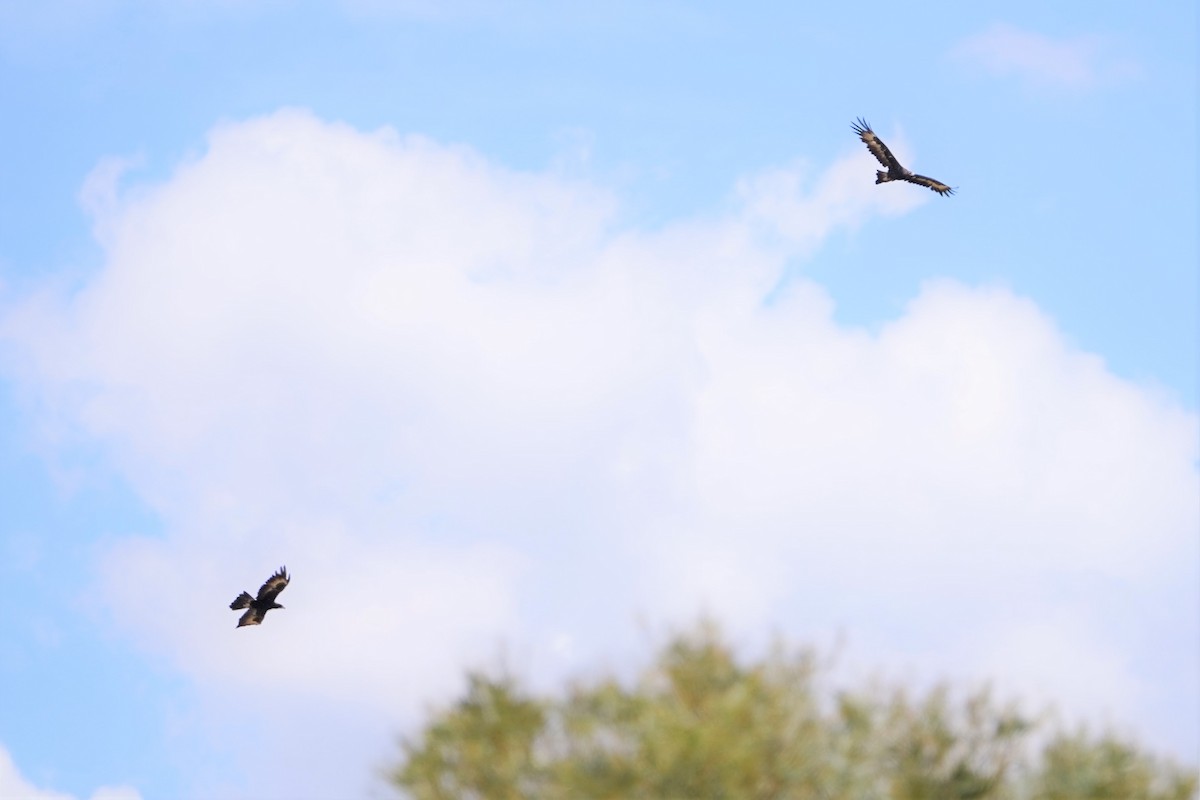 Wedge-tailed Eagle - ML409470341