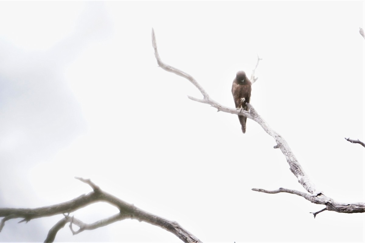 Brown Falcon - ML409470391