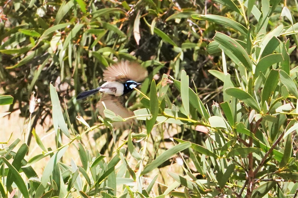 Superb Fairywren - ML409470461