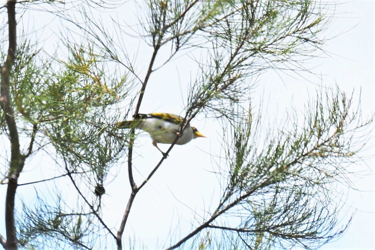 Yellow-throated Miner - ML409470551