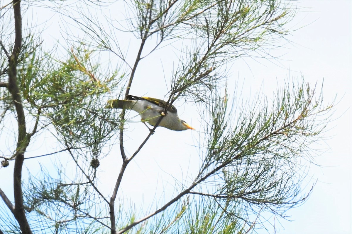 Yellow-throated Miner - ML409470561