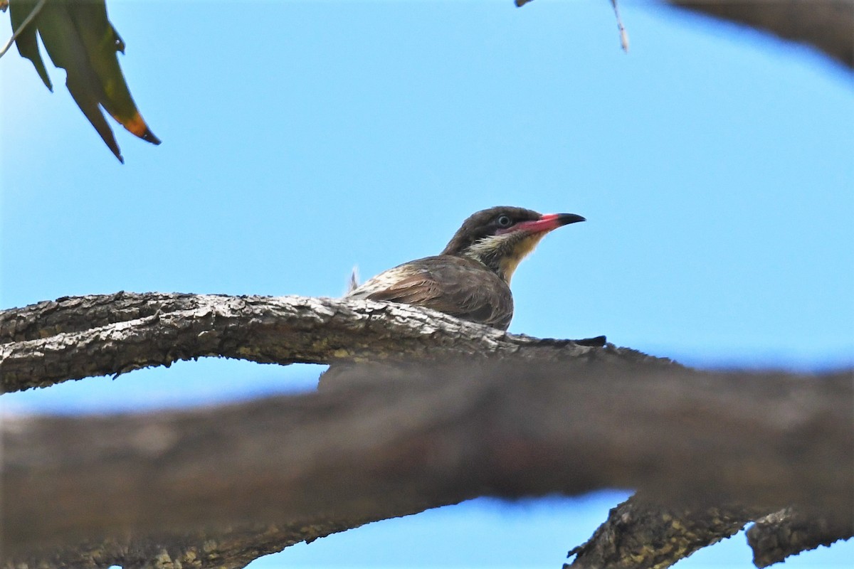 Spiny-cheeked Honeyeater - ML409470641