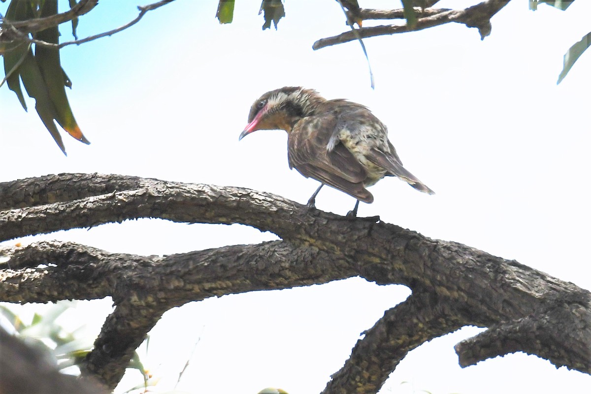 Spiny-cheeked Honeyeater - ML409470661