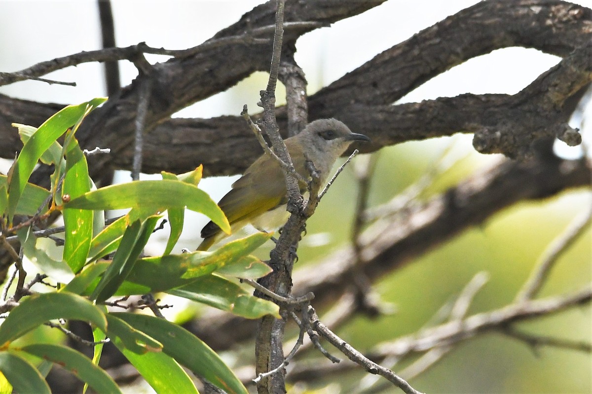 Brown Honeyeater - ML409470761