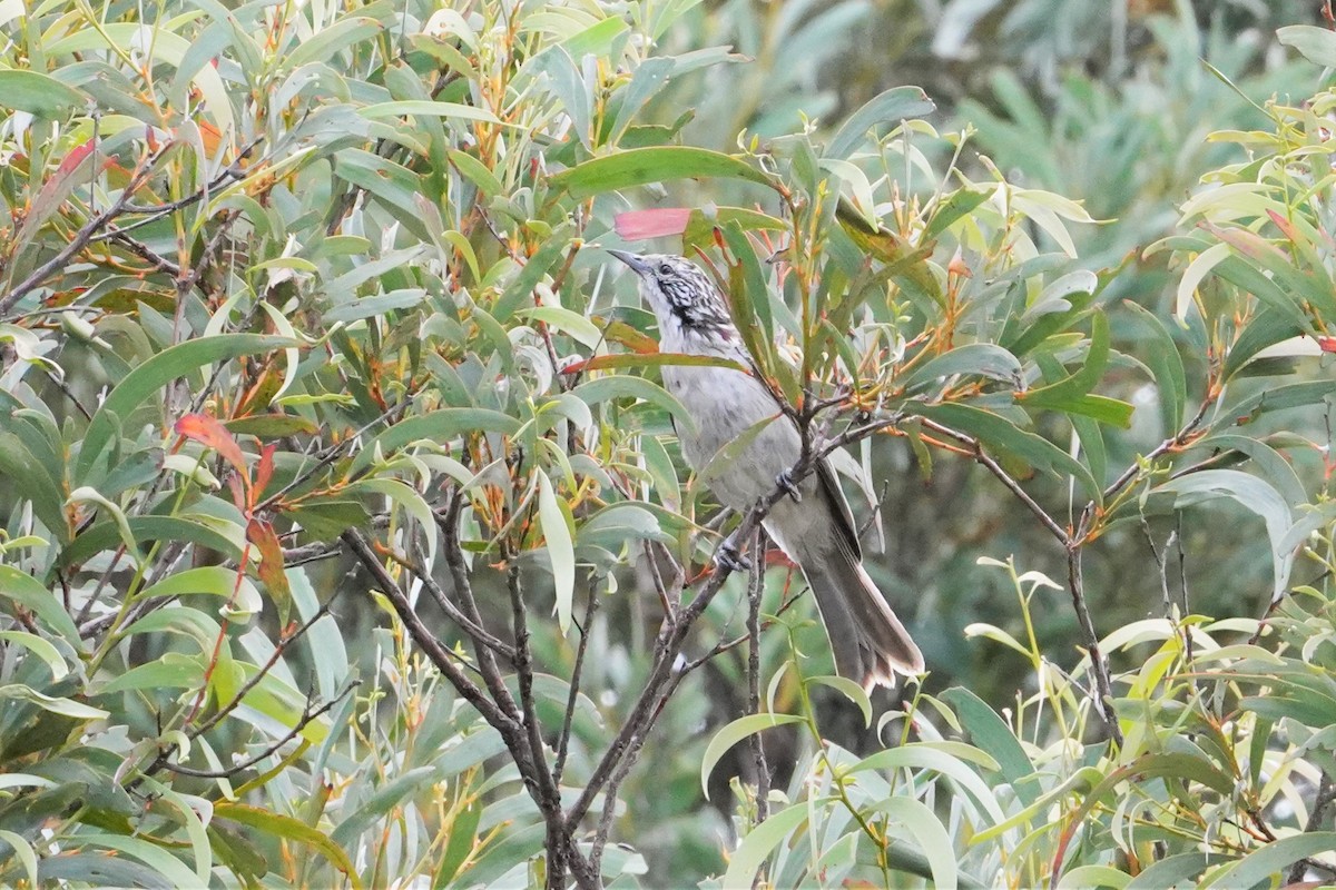 Striped Honeyeater - ML409470871