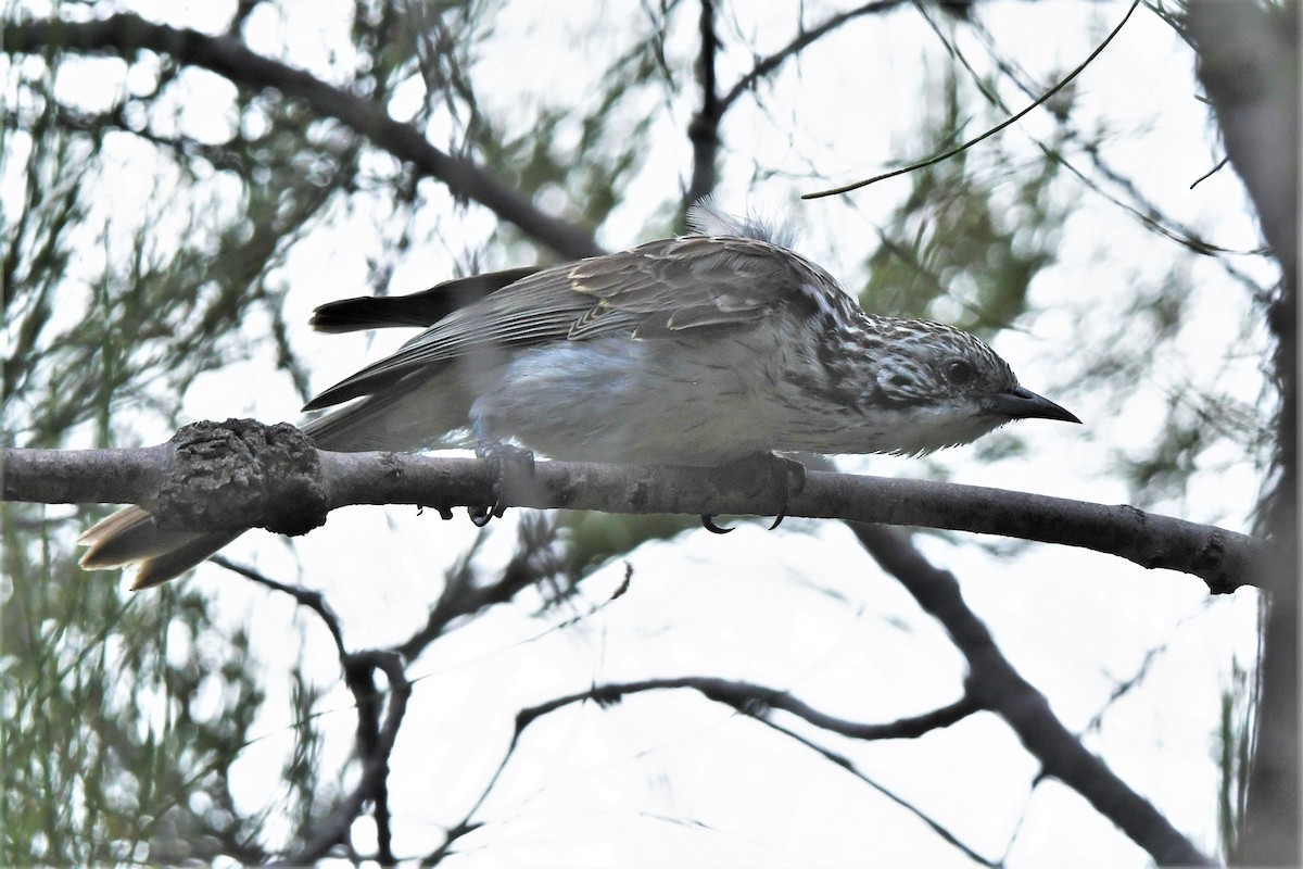 Striped Honeyeater - ML409470881