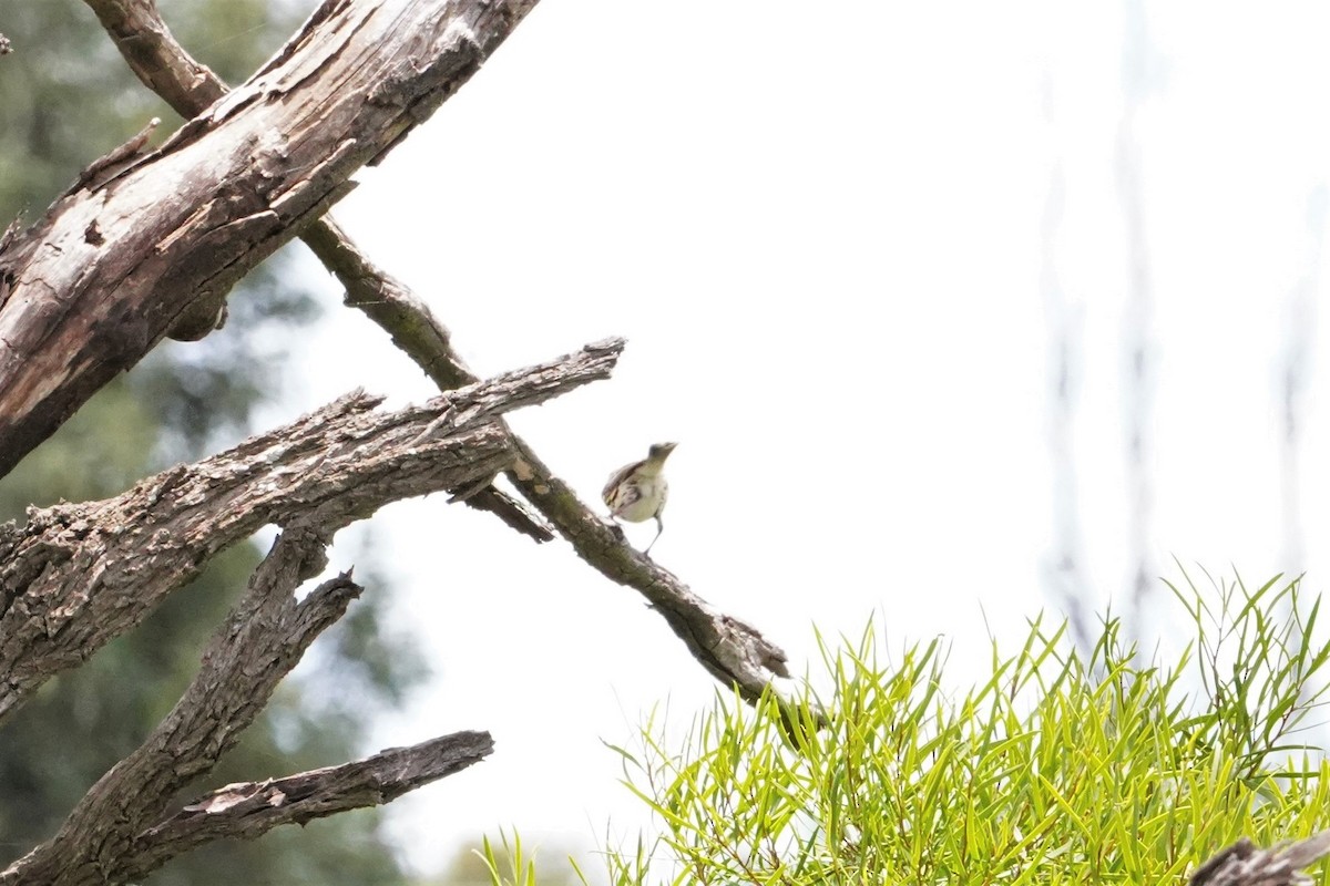 Speckled Warbler - ML409471141