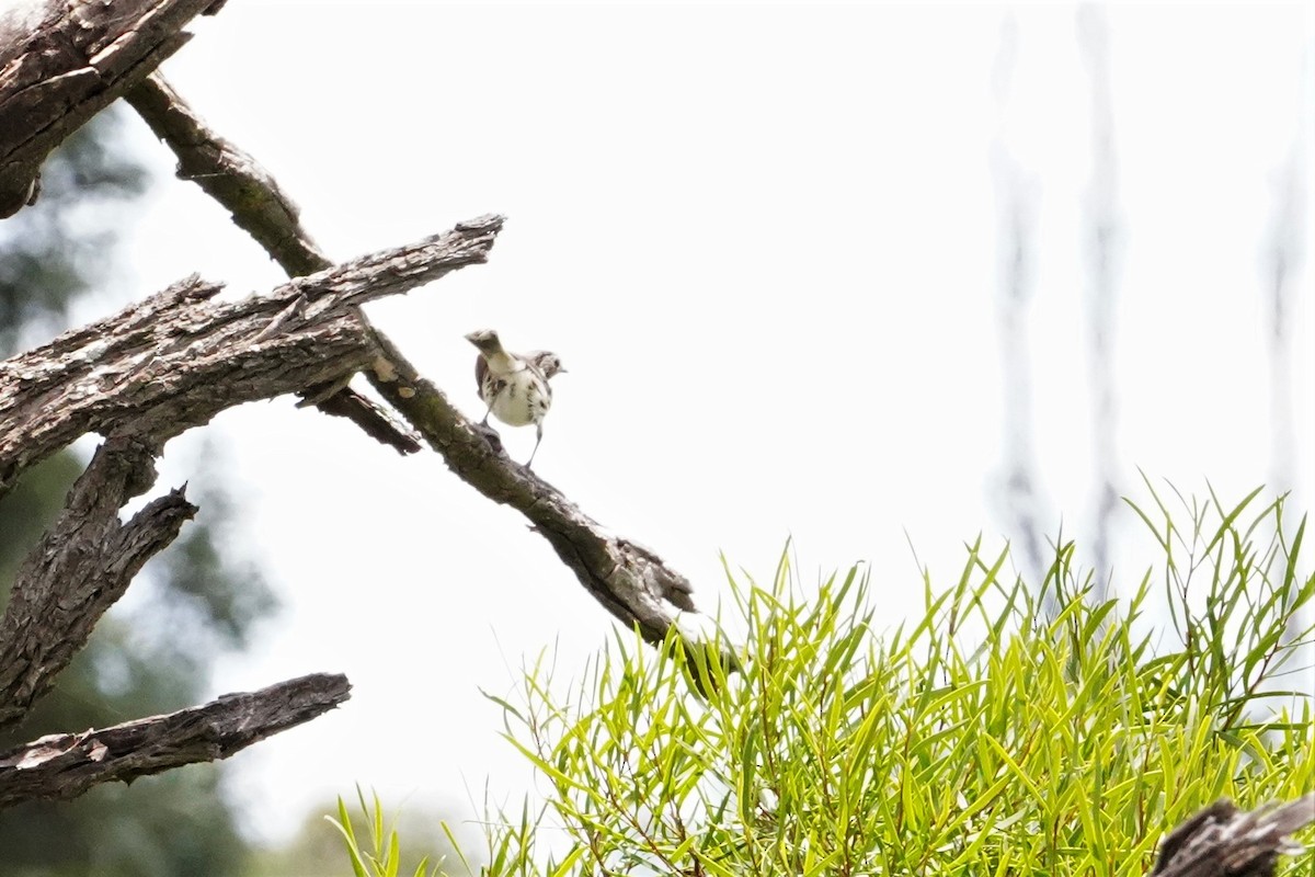 Speckled Warbler - ML409471151