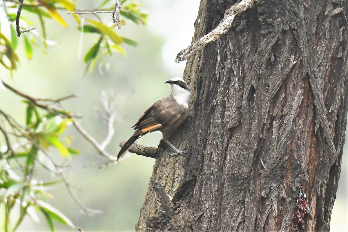 Gray-crowned Babbler - ML409471321
