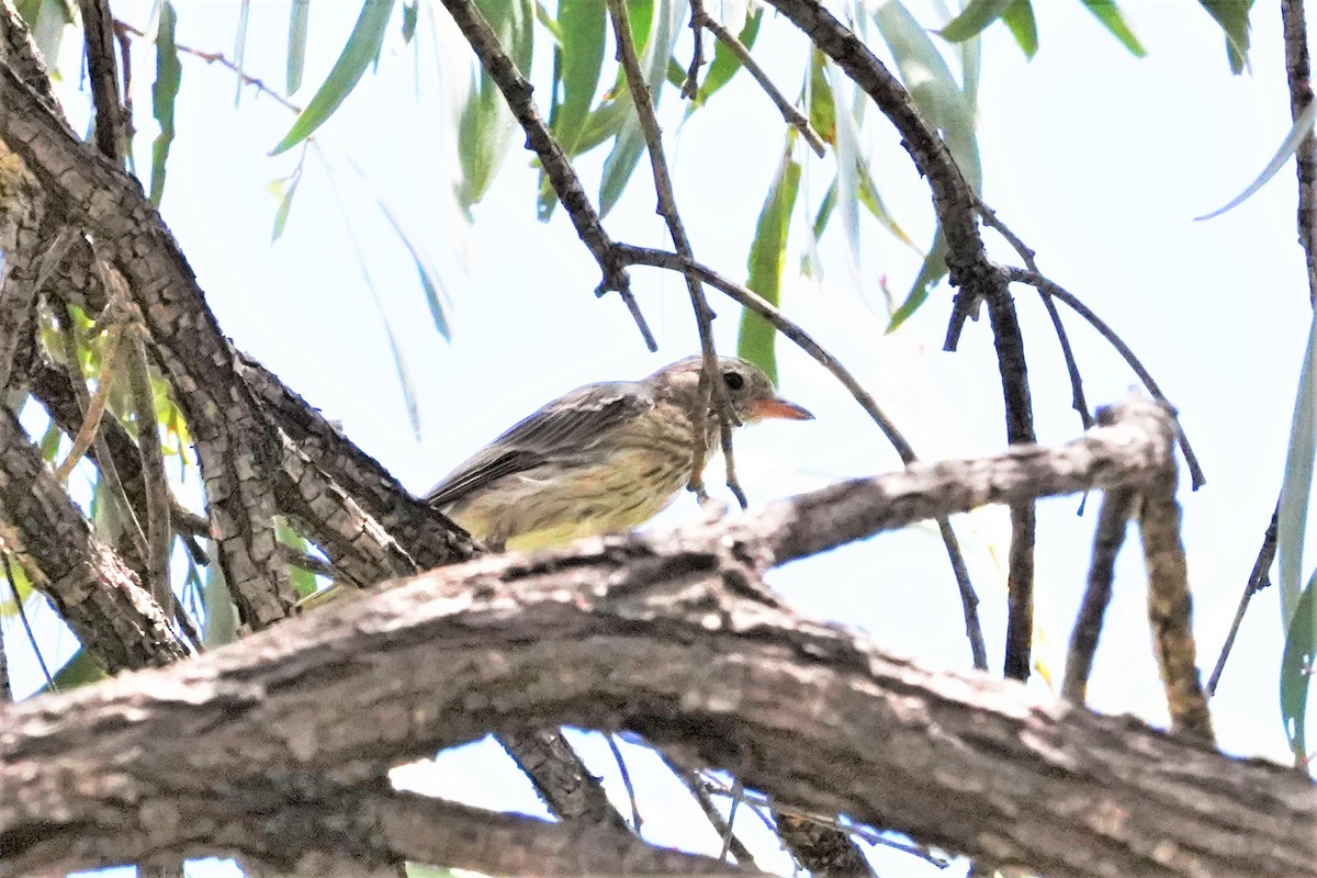 Rufous Whistler - ML409471491