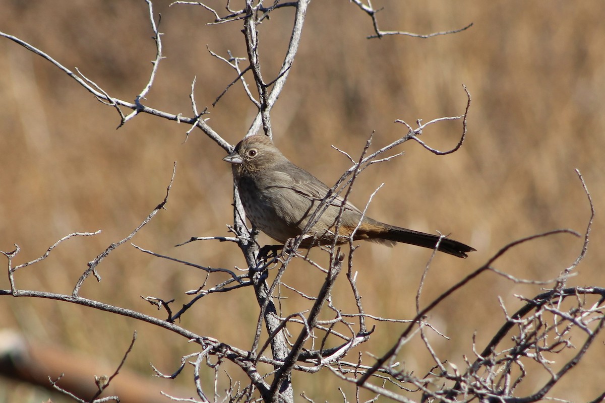 Canyon Towhee - ML409471651