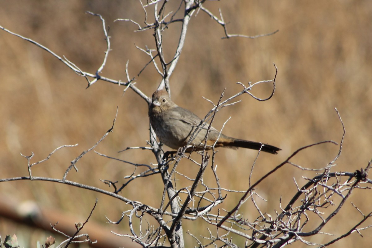 Canyon Towhee - ML409471671