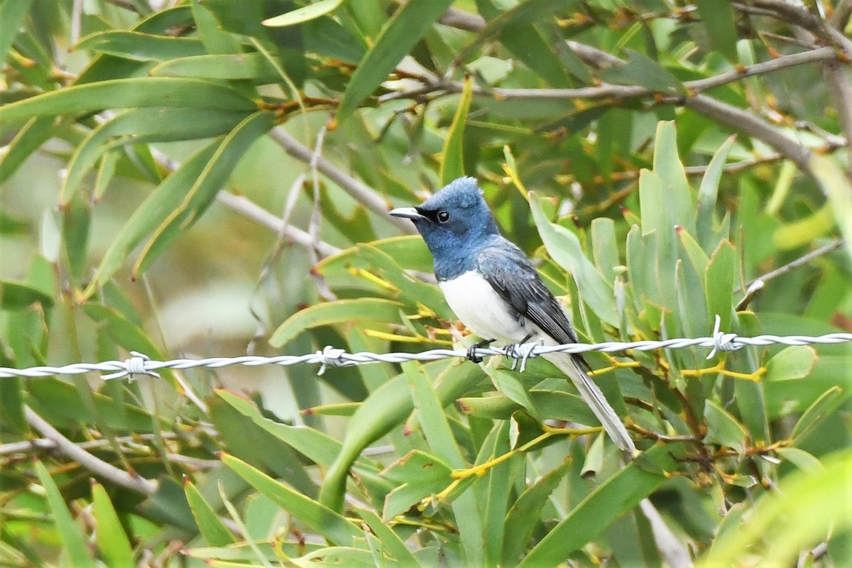 Leaden Flycatcher - ML409471781