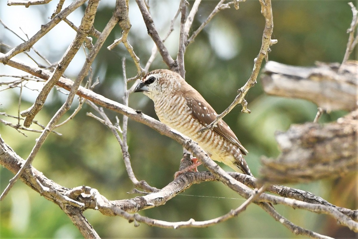 Plum-headed Finch - ML409471881