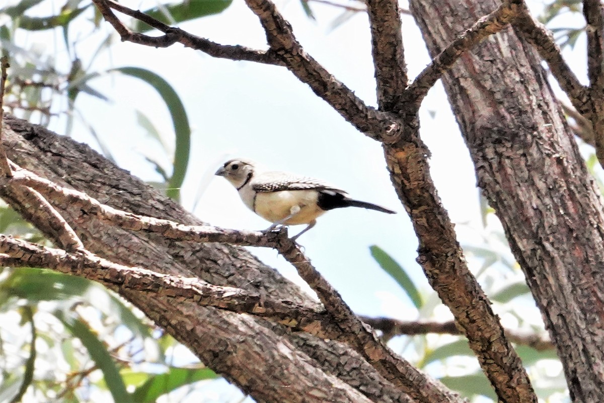 Double-barred Finch - ML409472031