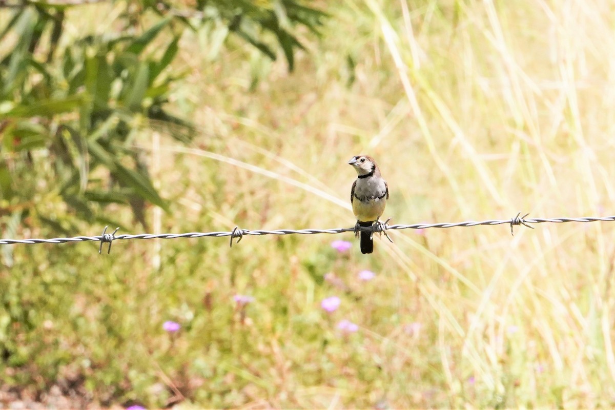 Double-barred Finch - ML409472041