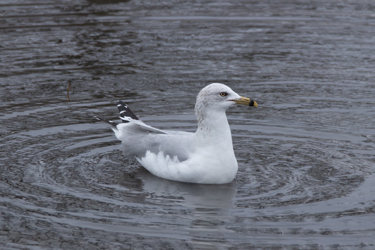 Ring-billed Gull - ML409472191