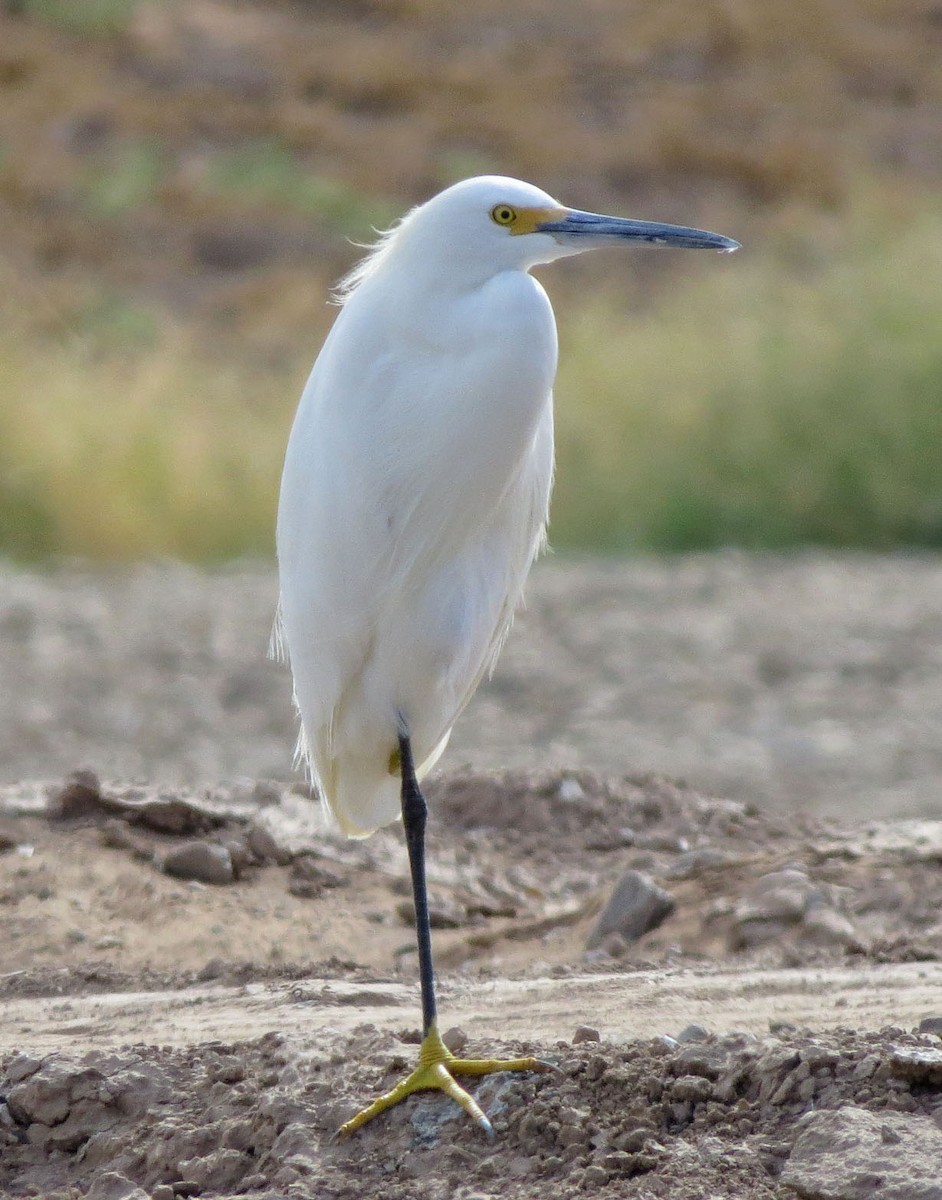 Snowy Egret - ML40947591