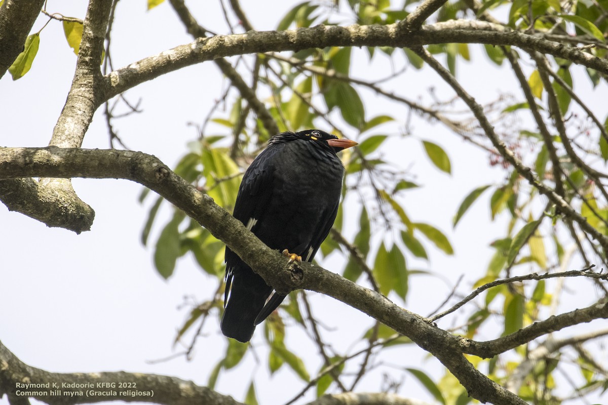 Common Hill Myna - ML409475921