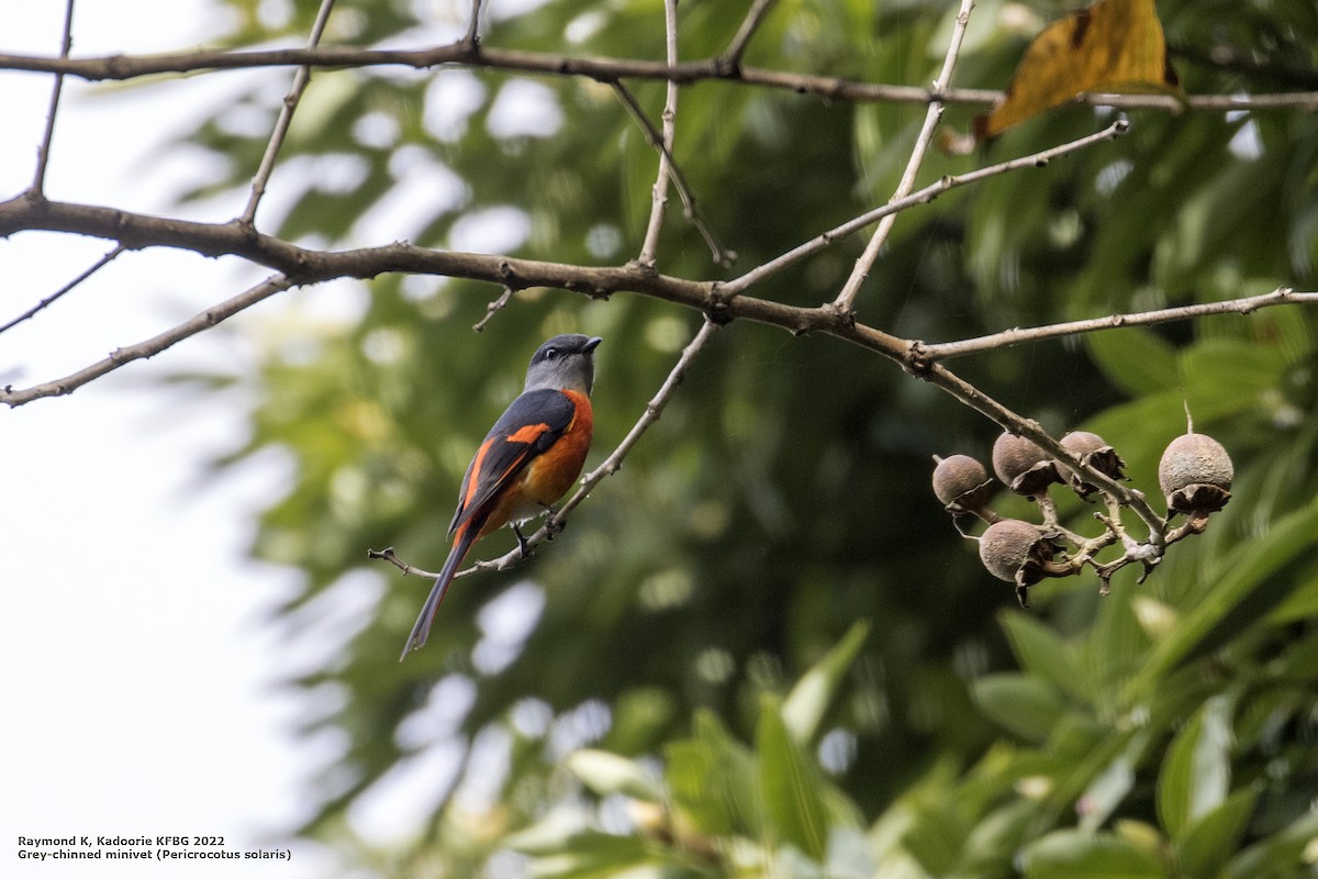 Gray-chinned Minivet - ML409476121