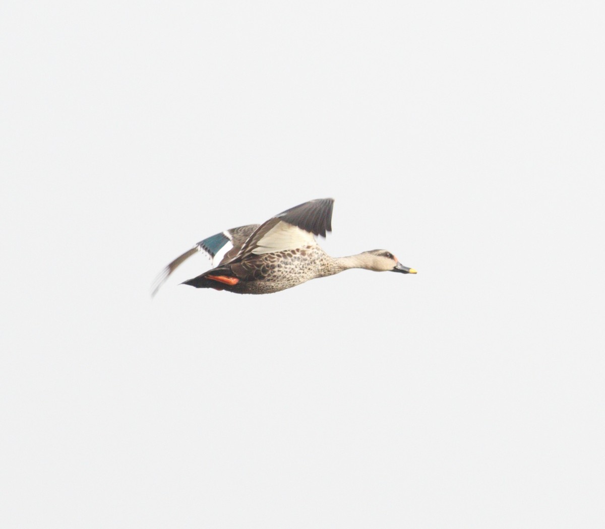 Indian Spot-billed Duck - ML409476151