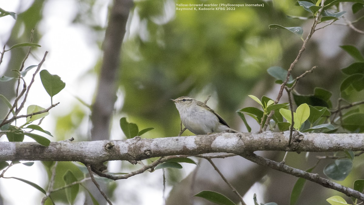 Yellow-browed Warbler - ML409476161