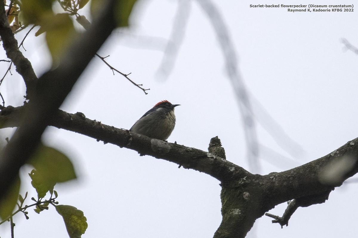 Scarlet-backed Flowerpecker - ML409476261