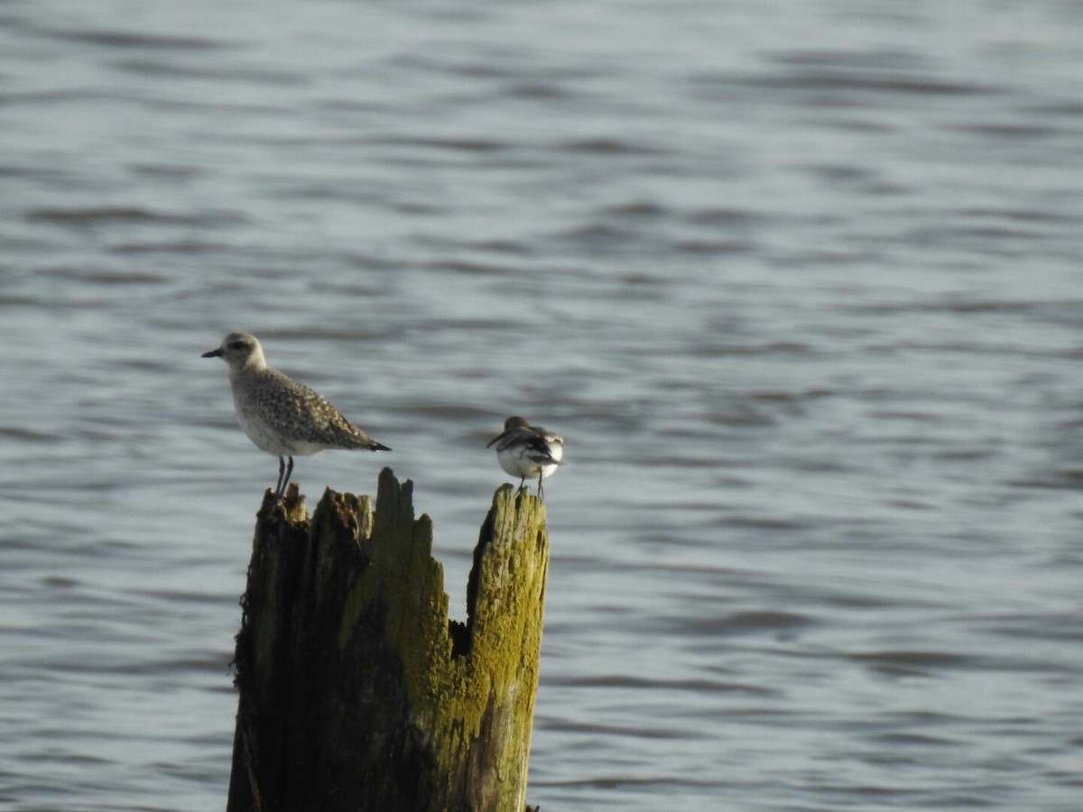 Black-bellied Plover - ML40947651