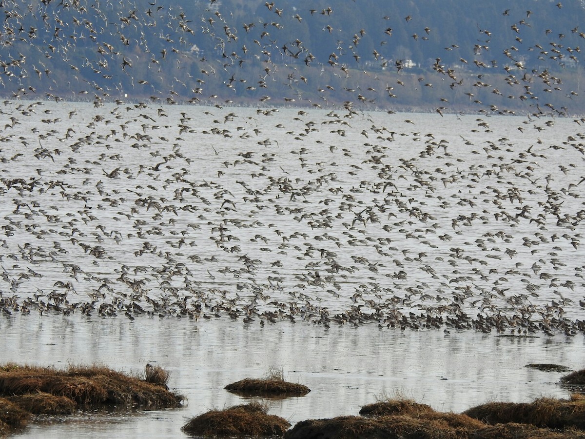 Dunlin - Anonymous