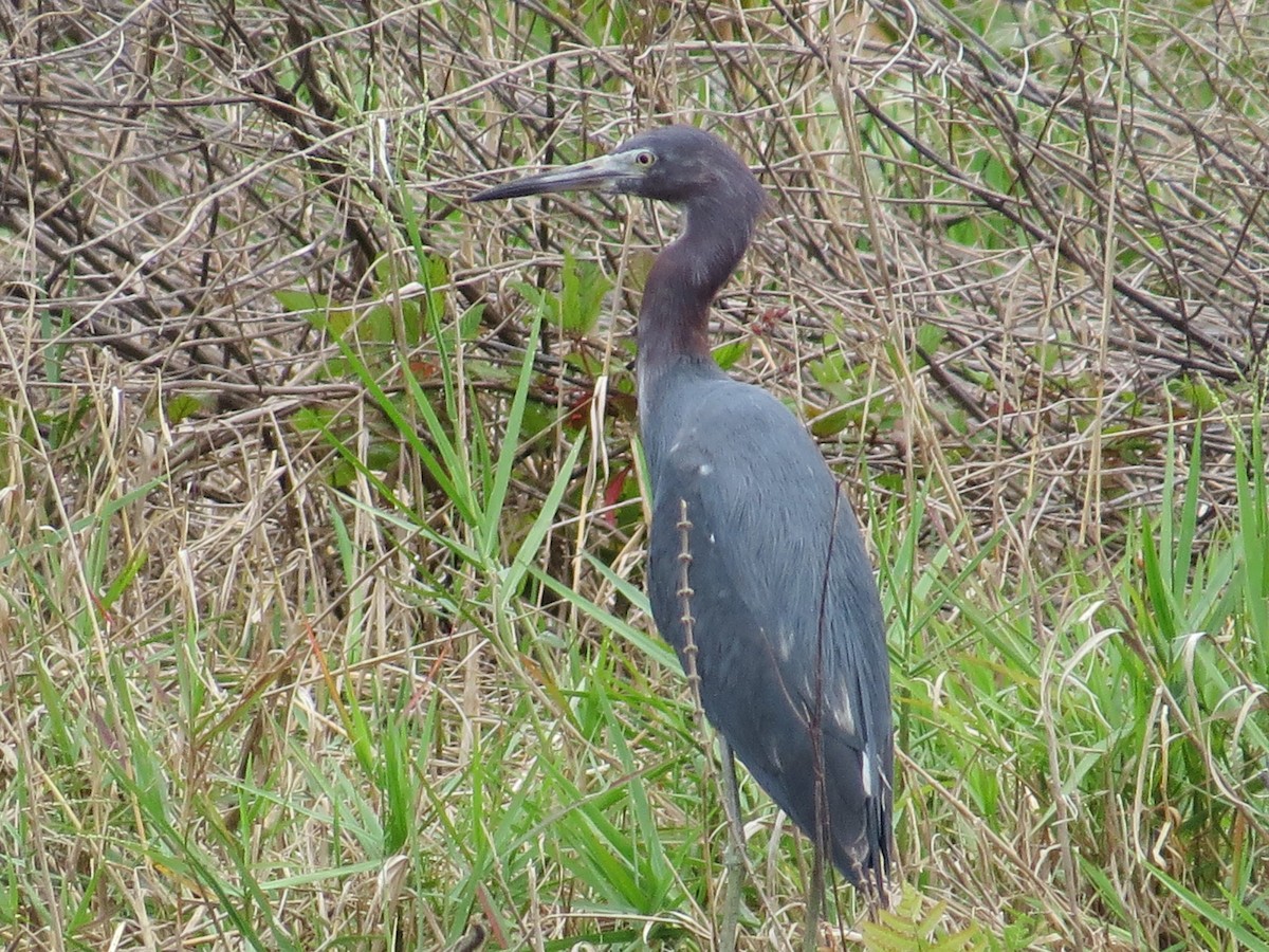 Little Blue Heron - ML40947751