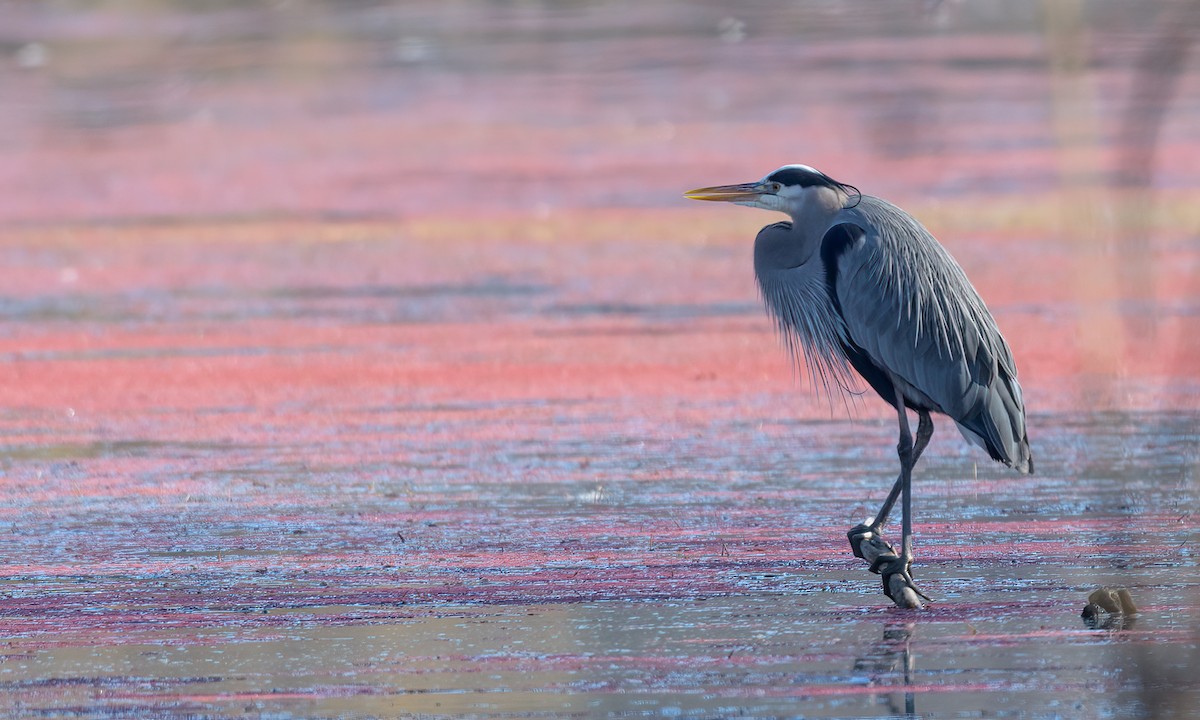 Great Blue Heron - Becky Matsubara