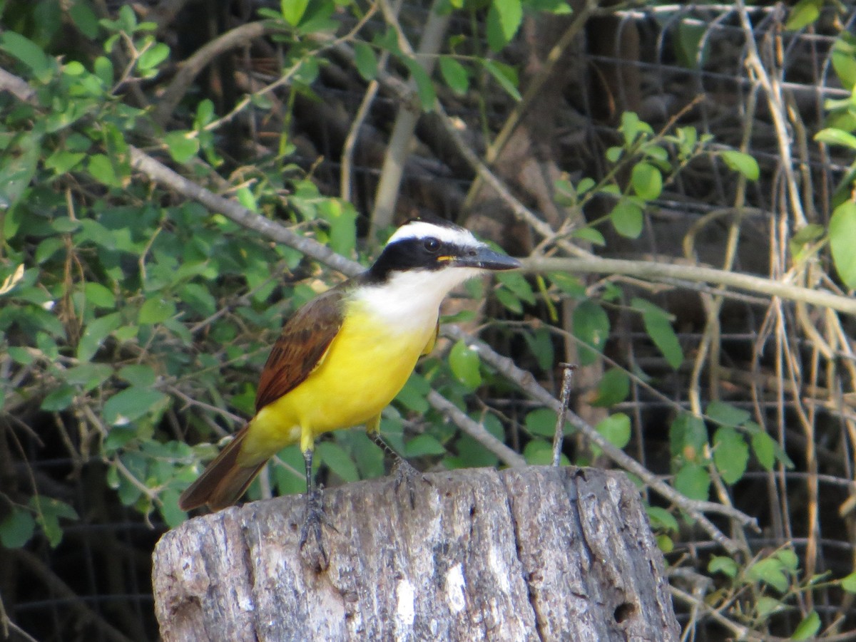 Great Kiskadee - ML409478621