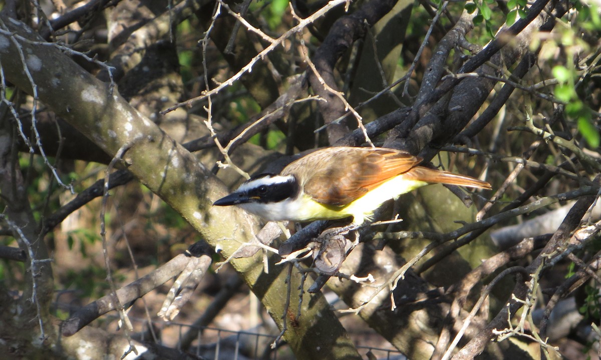 Great Kiskadee - ML409478641